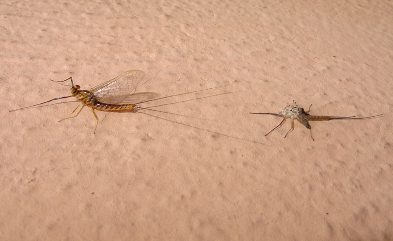 da subimago a imago ?  S, da parte di maschio di Ecdyonurus sp. (Heptageniidae)